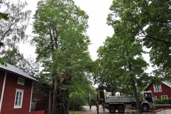 Bortplockning av avblåst alm i Hushagen, Borlänge